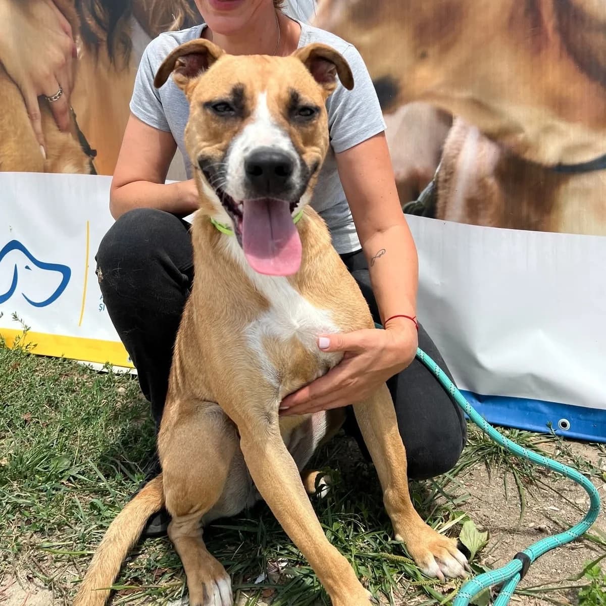 Tina (26-049), female young Mixed Breed for adoption at Amazing Friends, Säter