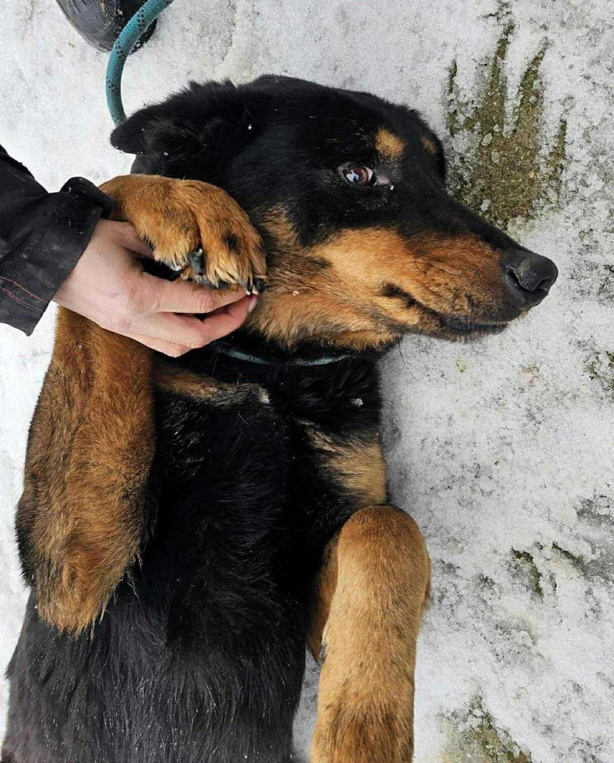 Peter (26-058), male 6yo Mixed Breed for adoption at Amazing Friends, Säter