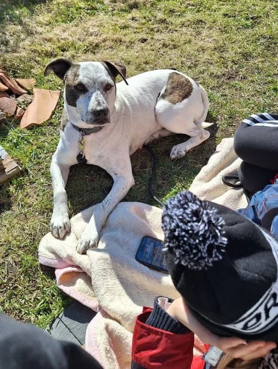 Jun (26-061), female 3yo Mixed Breed for adoption at Amazing Friends, Säter