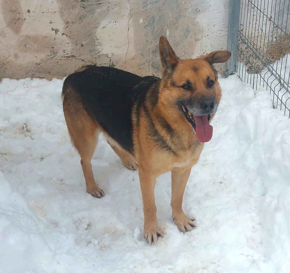 Trésor (26-070), male senior Mixed Breed for adoption at Amazing Friends, Säter