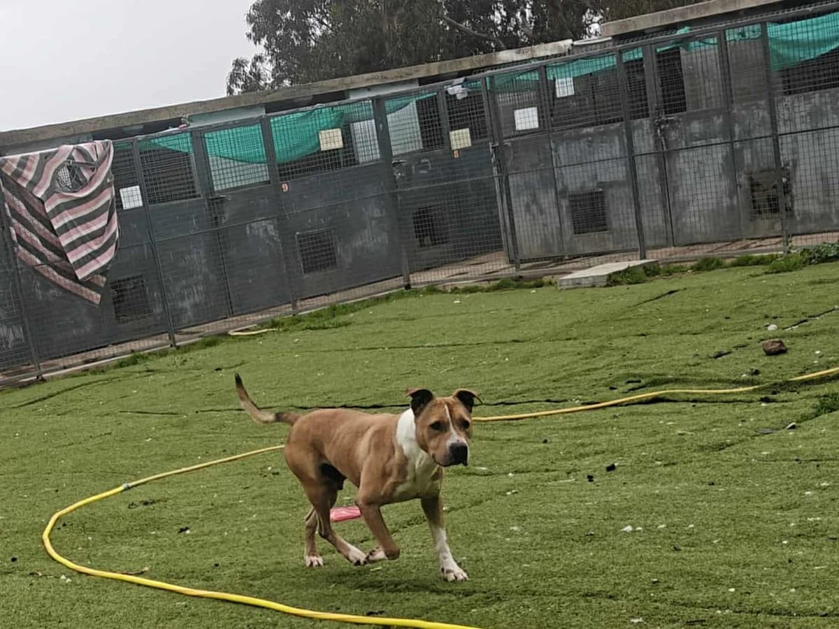 Chester (26-071), male 6yo Mixed Breed for adoption at Amazing Friends, Säter