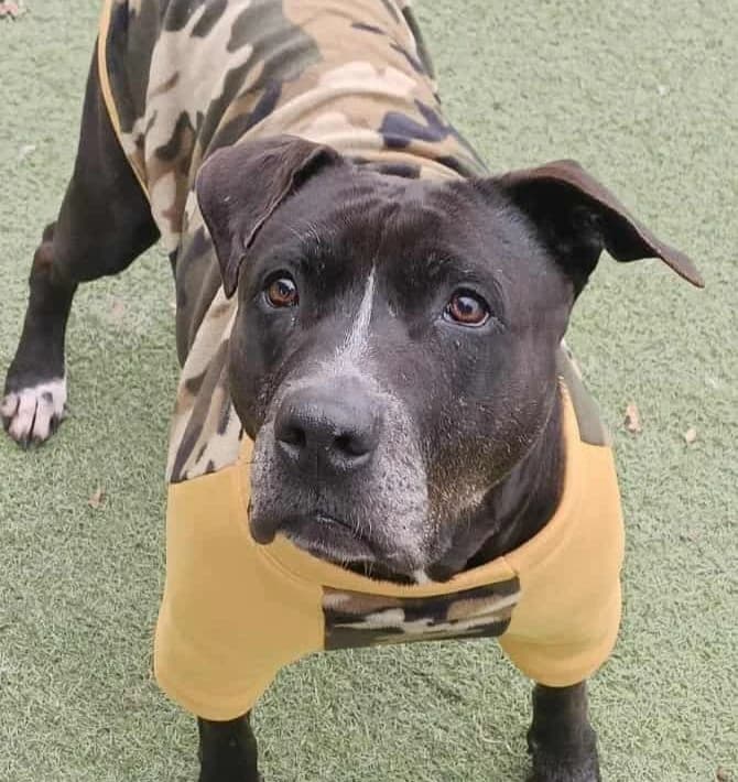 Clowie (26-072), female senior Mixed Breed for adoption at Amazing Friends, Säter