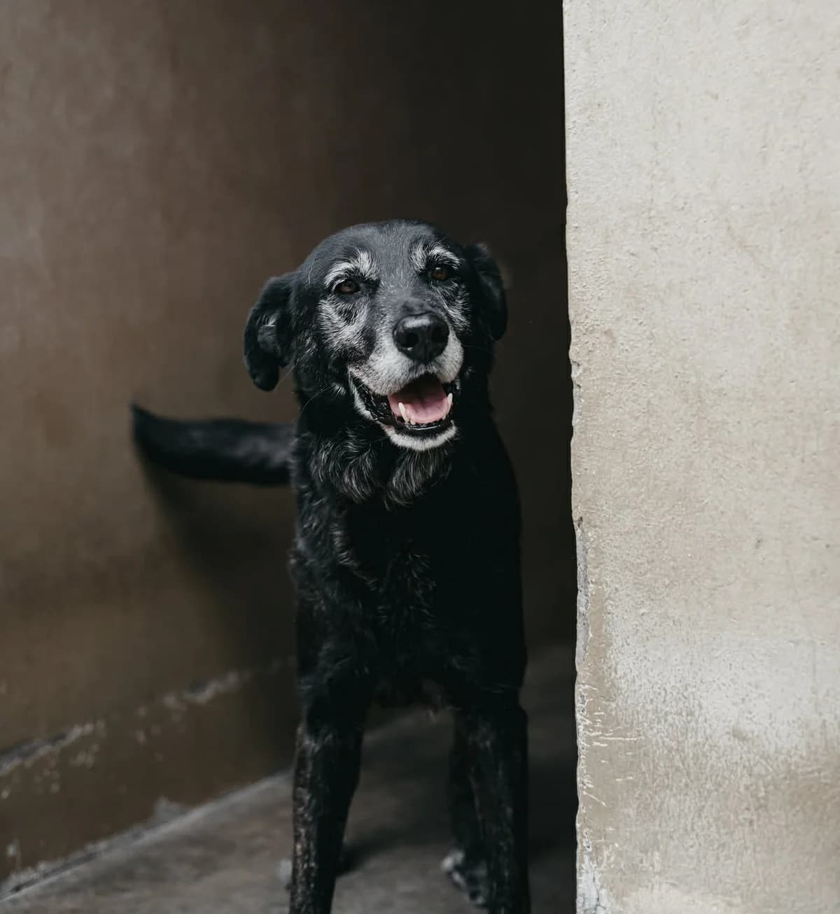 Batman (26-078), male senior Mixed Breed for adoption at Amazing Friends, Säter