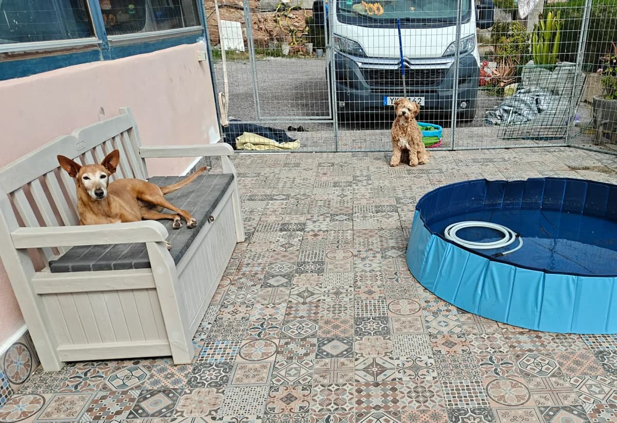 Mela (26-079), female senior Mixed Breed for adoption at Amazing Friends, Säter