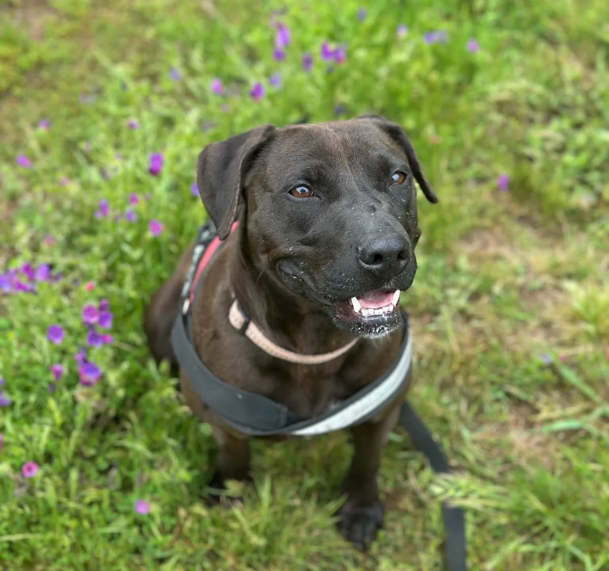 Mali (26-080), female 6yo Mixed Breed for adoption at Amazing Friends, Säter