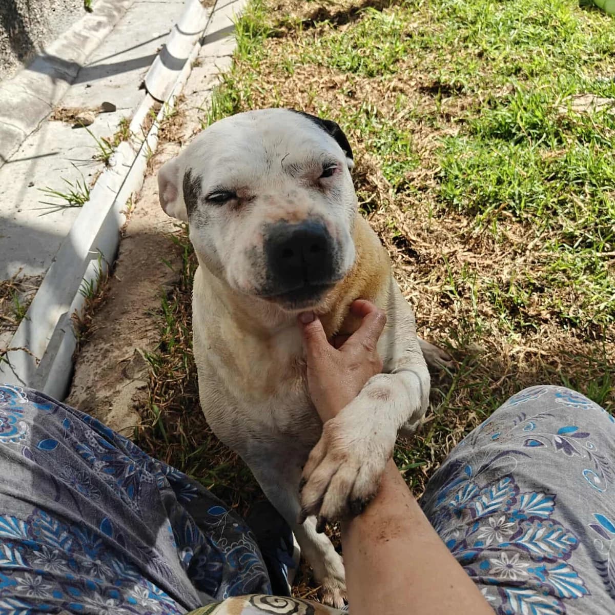 Beli (26-087), female senior Mixed Breed for adoption at Amazing Friends, Säter