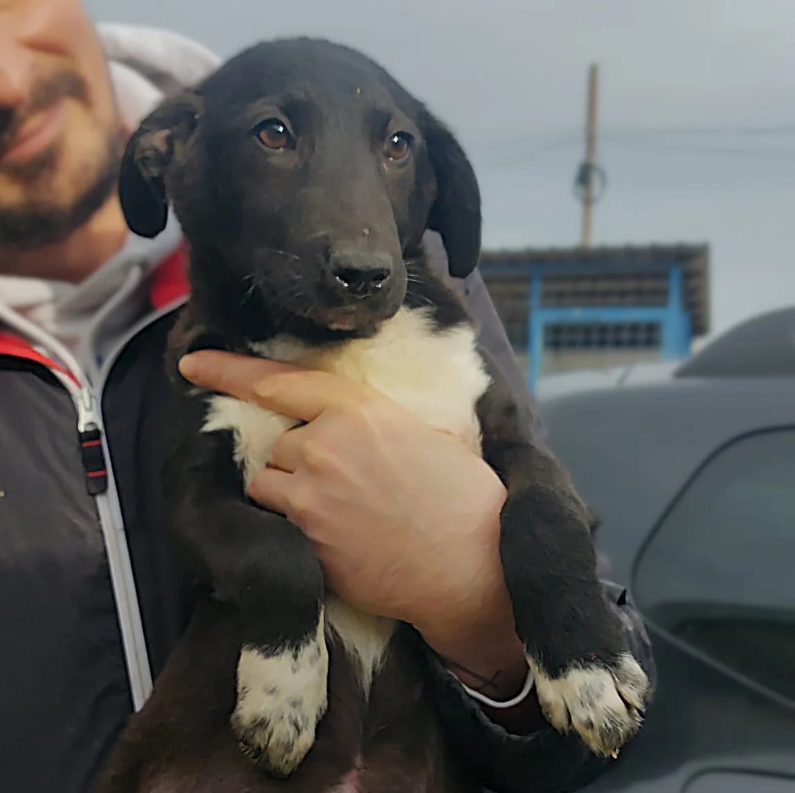 Agnes (26-098), female young Mixed Breed for adoption at Amazing Friends, Säter