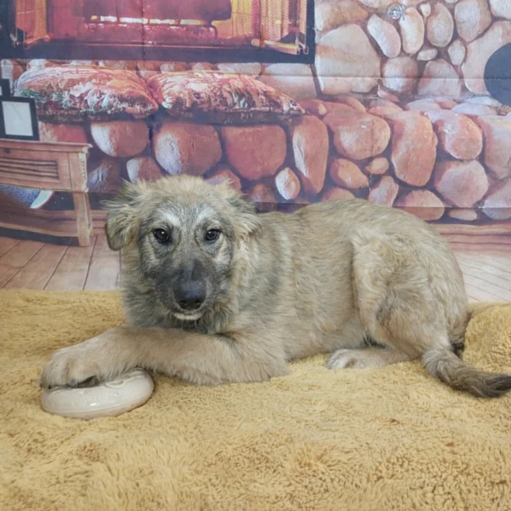 Toby (26-101), male young Mixed Breed for adoption at Amazing Friends, Säter