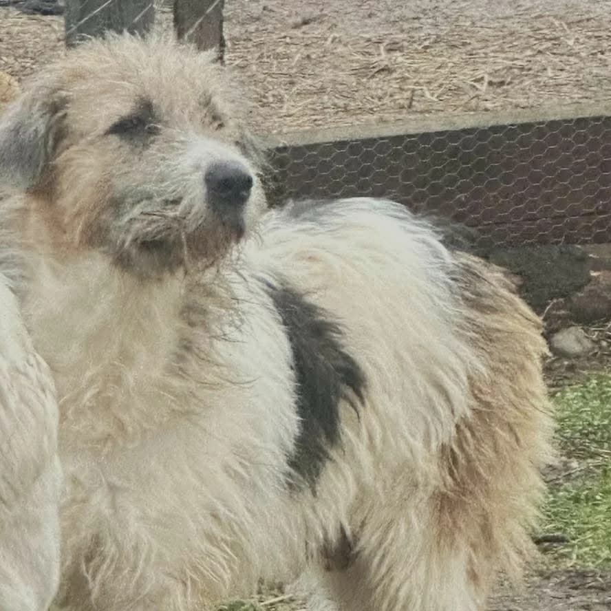 Niamh (26-116), female 3yo Mixed Breed for adoption at Amazing Friends, Säter