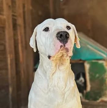 Mylady (26-124), female 4yo Mixed Breed for adoption at Amazing Friends, Säter