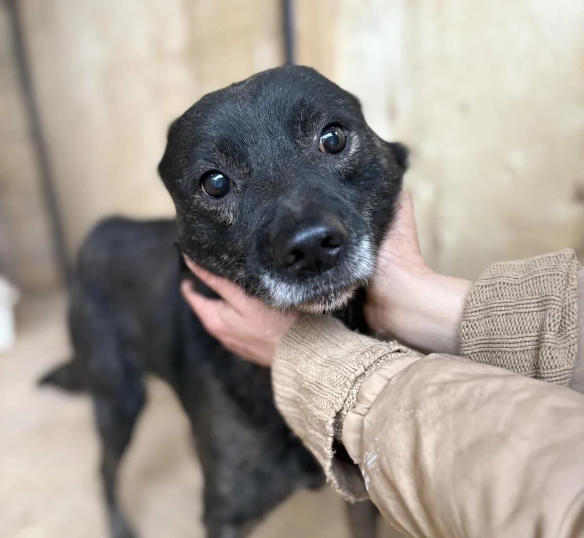 Sandokan (26-132), male 4yo Mixed Breed for adoption at Amazing Friends, Säter
