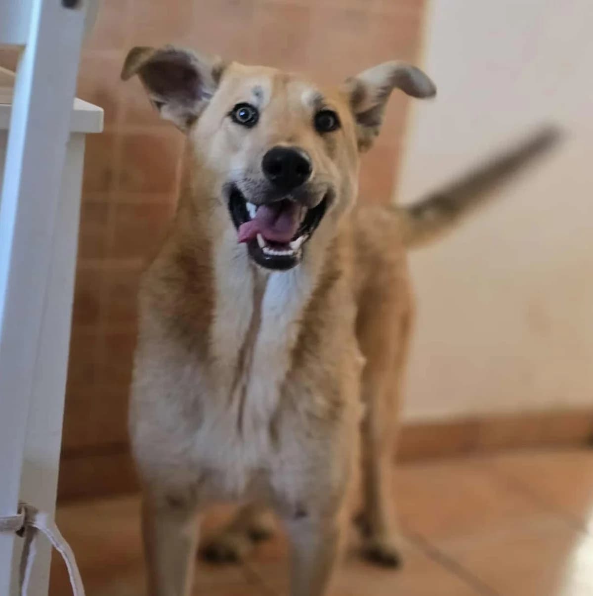 Xena (26-132), female young Mixed Breed for adoption at Amazing Friends, Säter