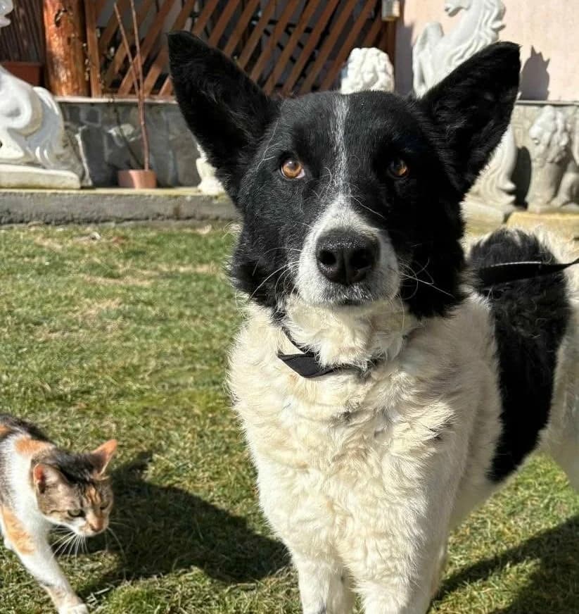 Stella (26-134), female young Mixed Breed for adoption at Amazing Friends, Säter