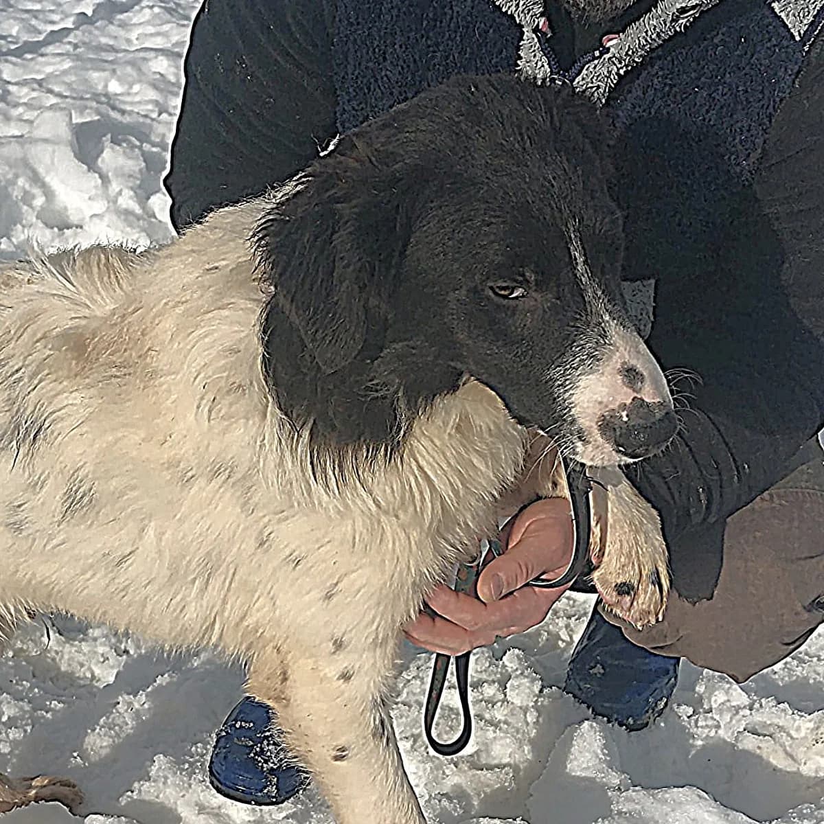 Otis (26-149), male young Mixed Breed for adoption at Amazing Friends, Säter
