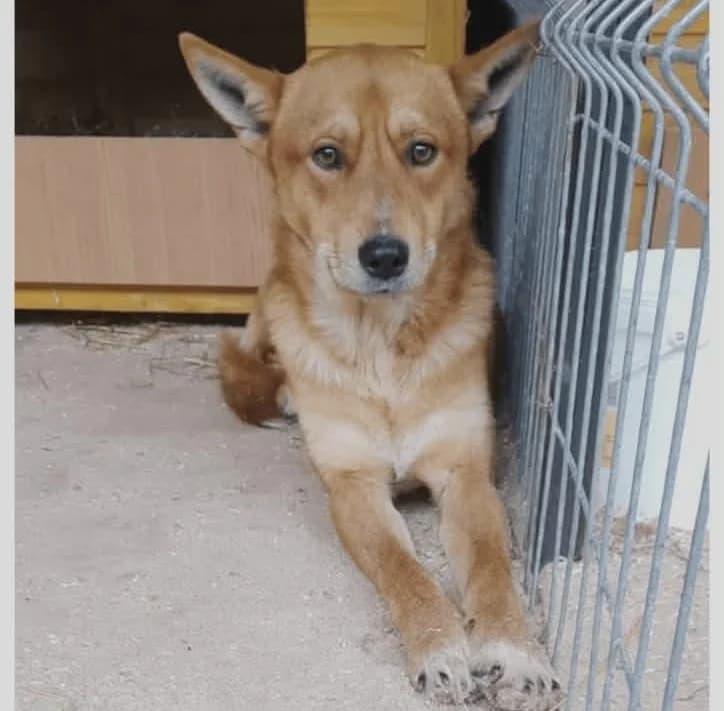 Thor (26-175), male young Mixed Breed for adoption at Amazing Friends, Säter