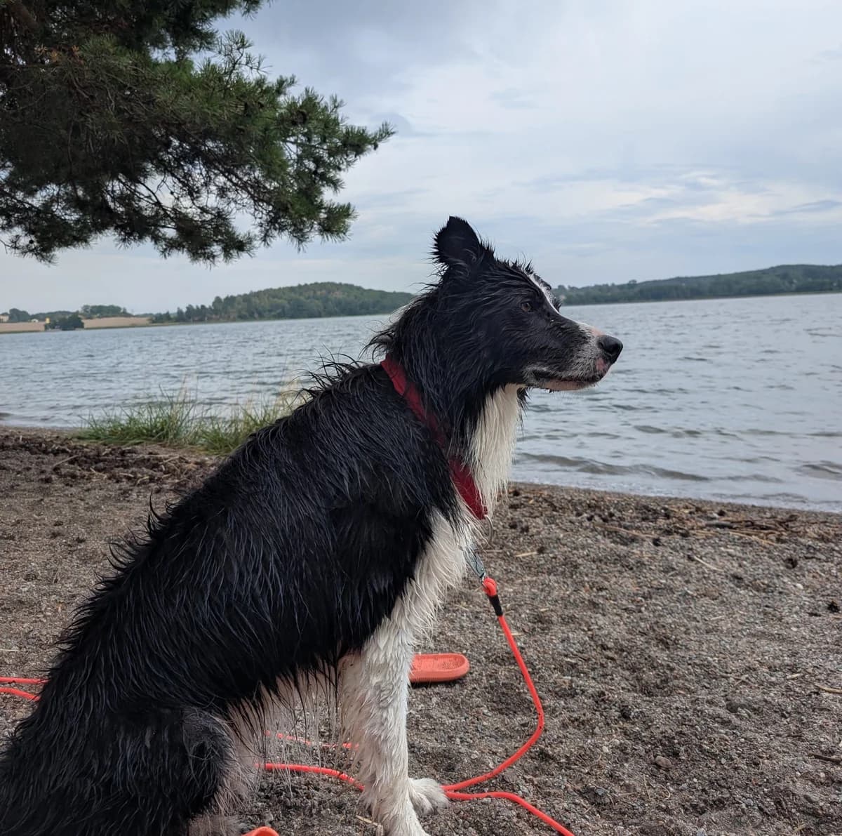 Jackson (26-199), male 4yo Mixed Breed for adoption at Amazing Friends, Säter