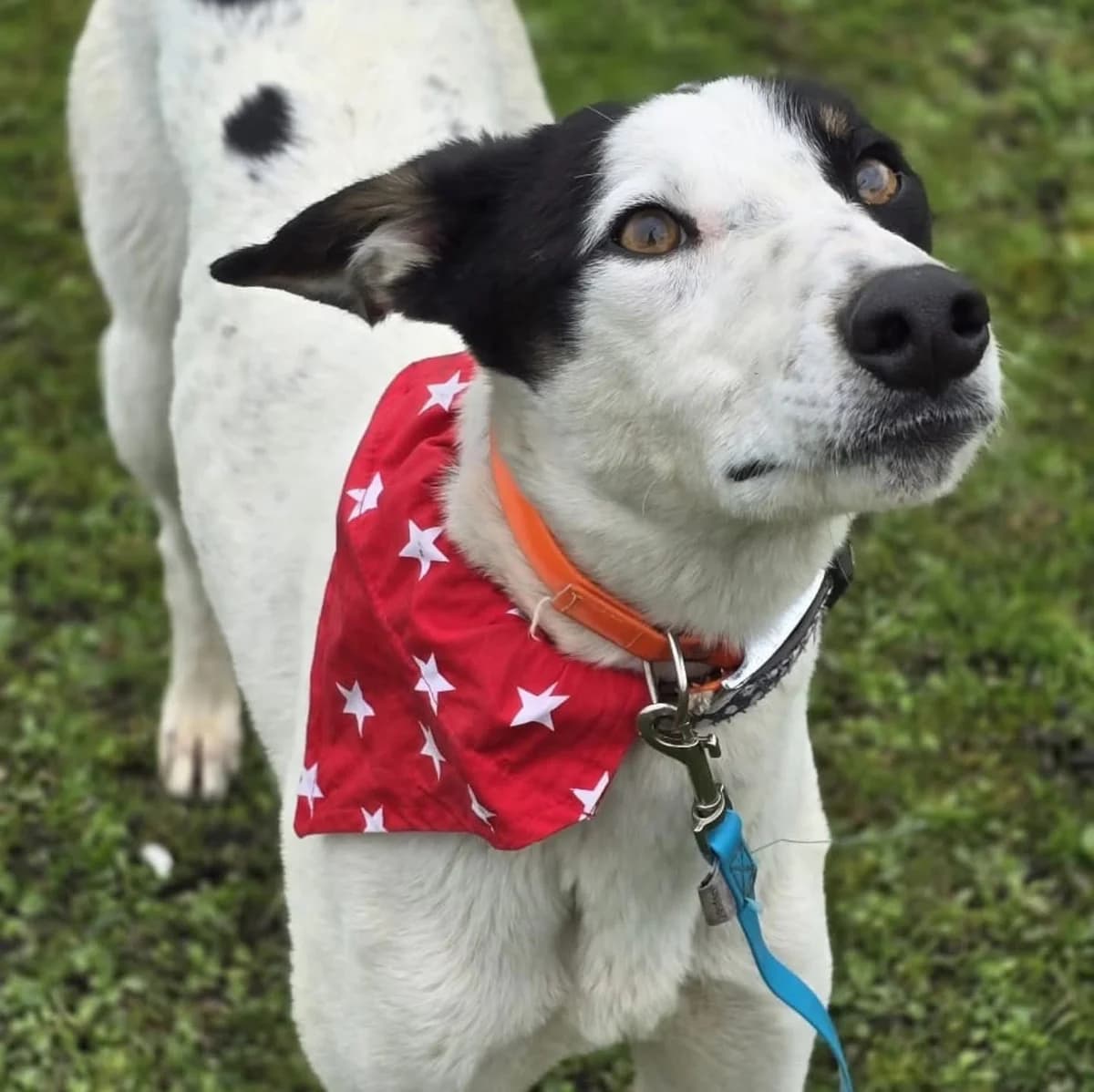 Gromit (26-216), male young Mixed Breed for adoption at Amazing Friends, Säter