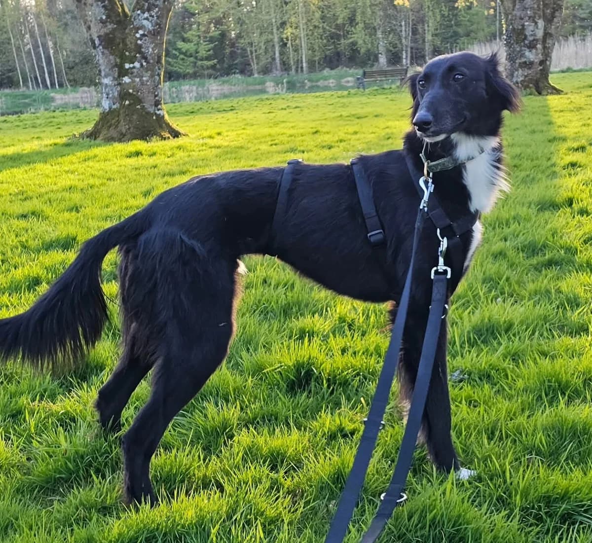 Tinder (26-226), male young Mixed Breed for adoption at Amazing Friends, Säter