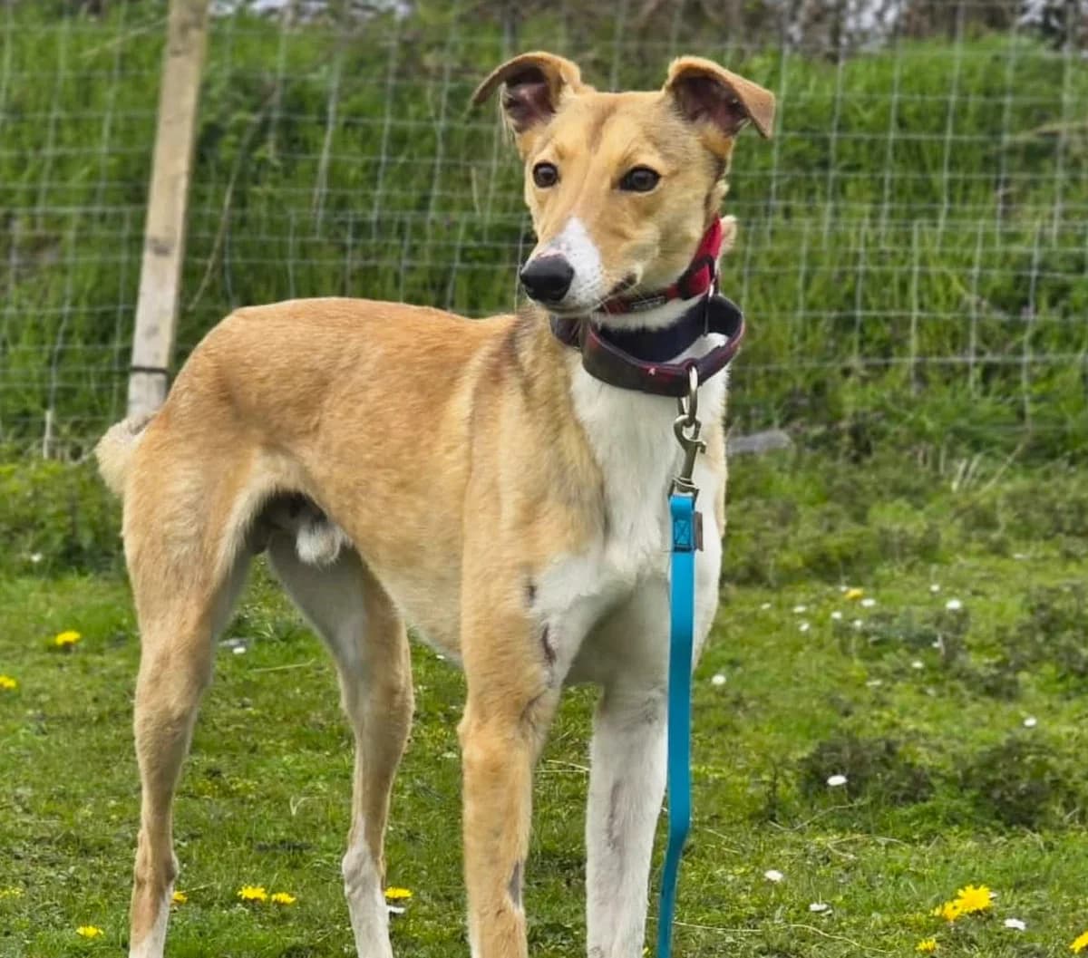 Teemo (26-234), male young Mixed Breed for adoption at Amazing Friends, Säter