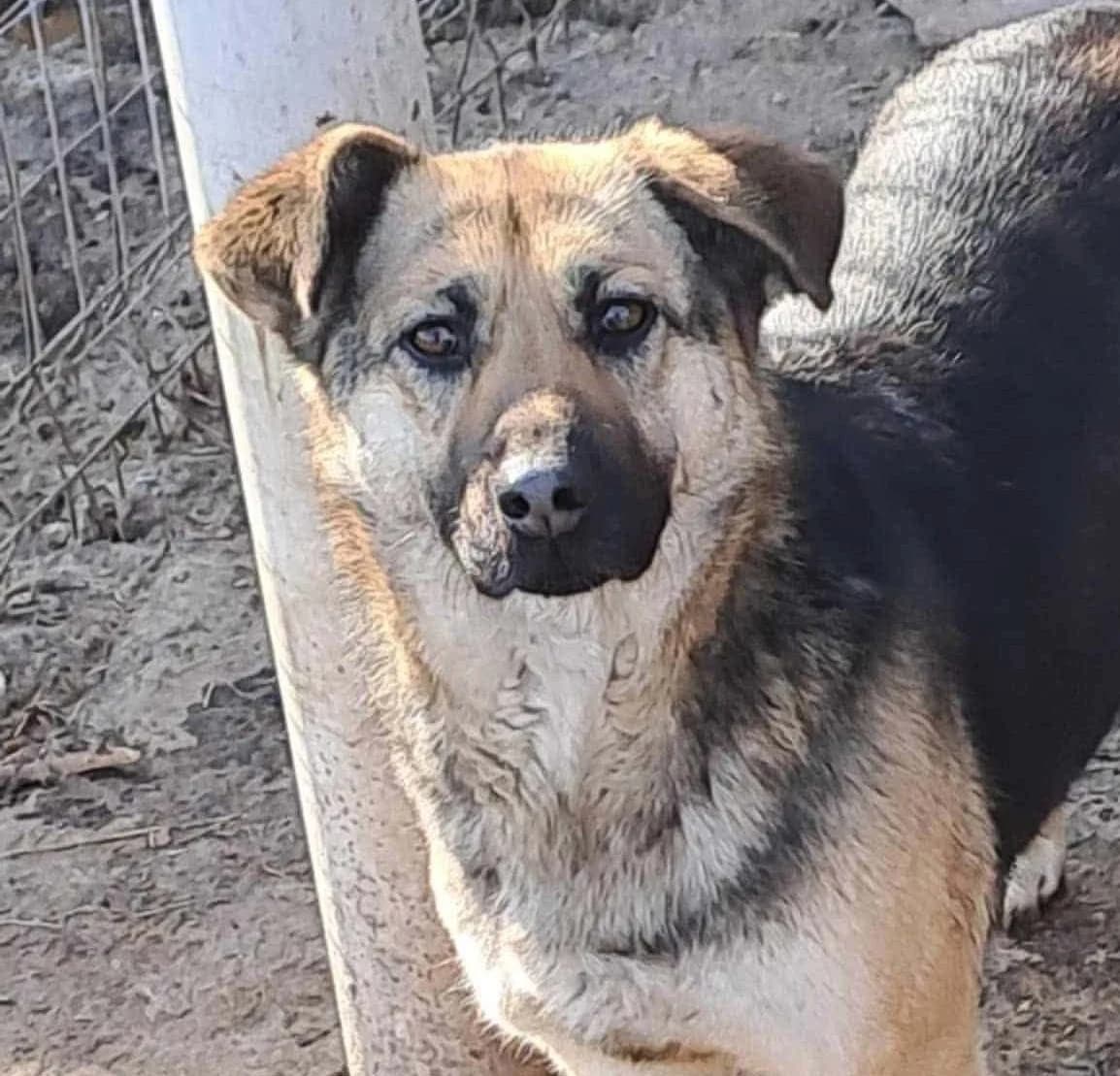 Macy (26-240), female 6yo Mixed Breed for adoption at Amazing Friends, Säter