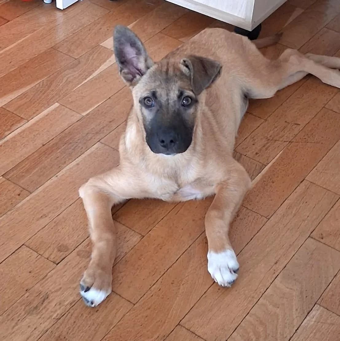 July (26-244), female Mixed Breed for adoption at Amazing Friends, Säter