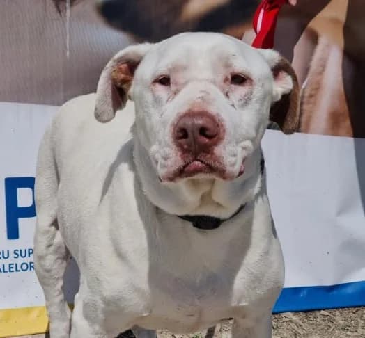 Snövit (26-246), vit female senior Mixed Breed for adoption at Amazing Friends, Säter