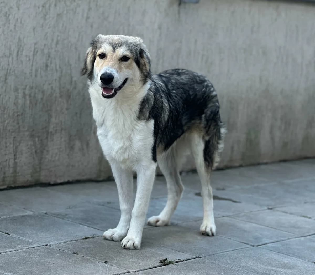 Musse (26-247), gra male Mixed Breed for adoption at Amazing Friends, Säter