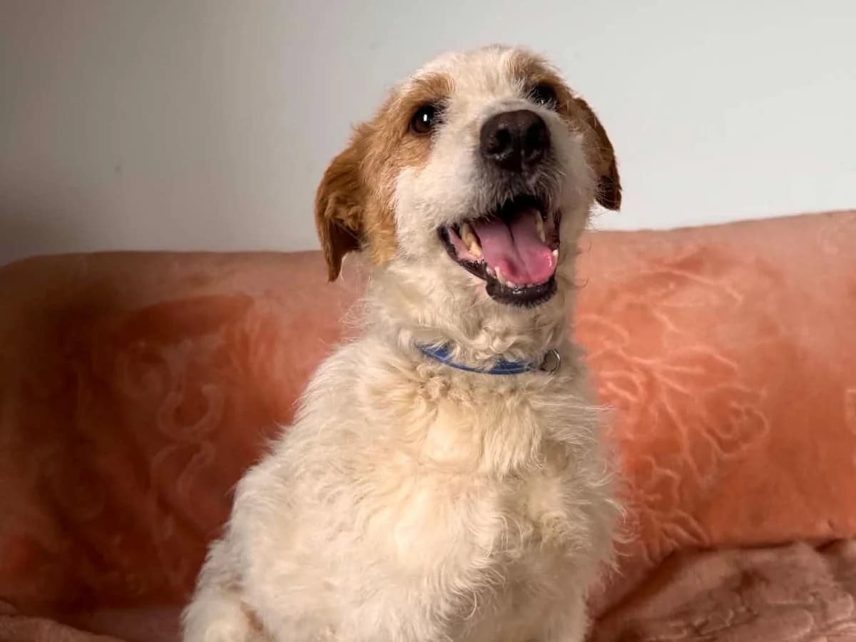 Malibu (26-254), male 5yo Mixed Breed for adoption at Amazing Friends, Säter
