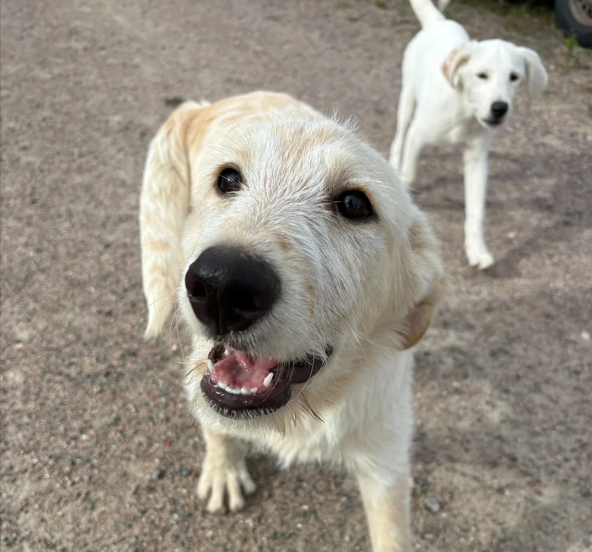 Melker (26-264), male puppy Mixed Breed for adoption at Amazing Friends, Säter