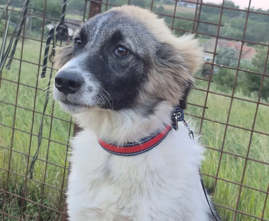 Heath (26-266), male Mixed Breed for adoption at Amazing Friends, Säter