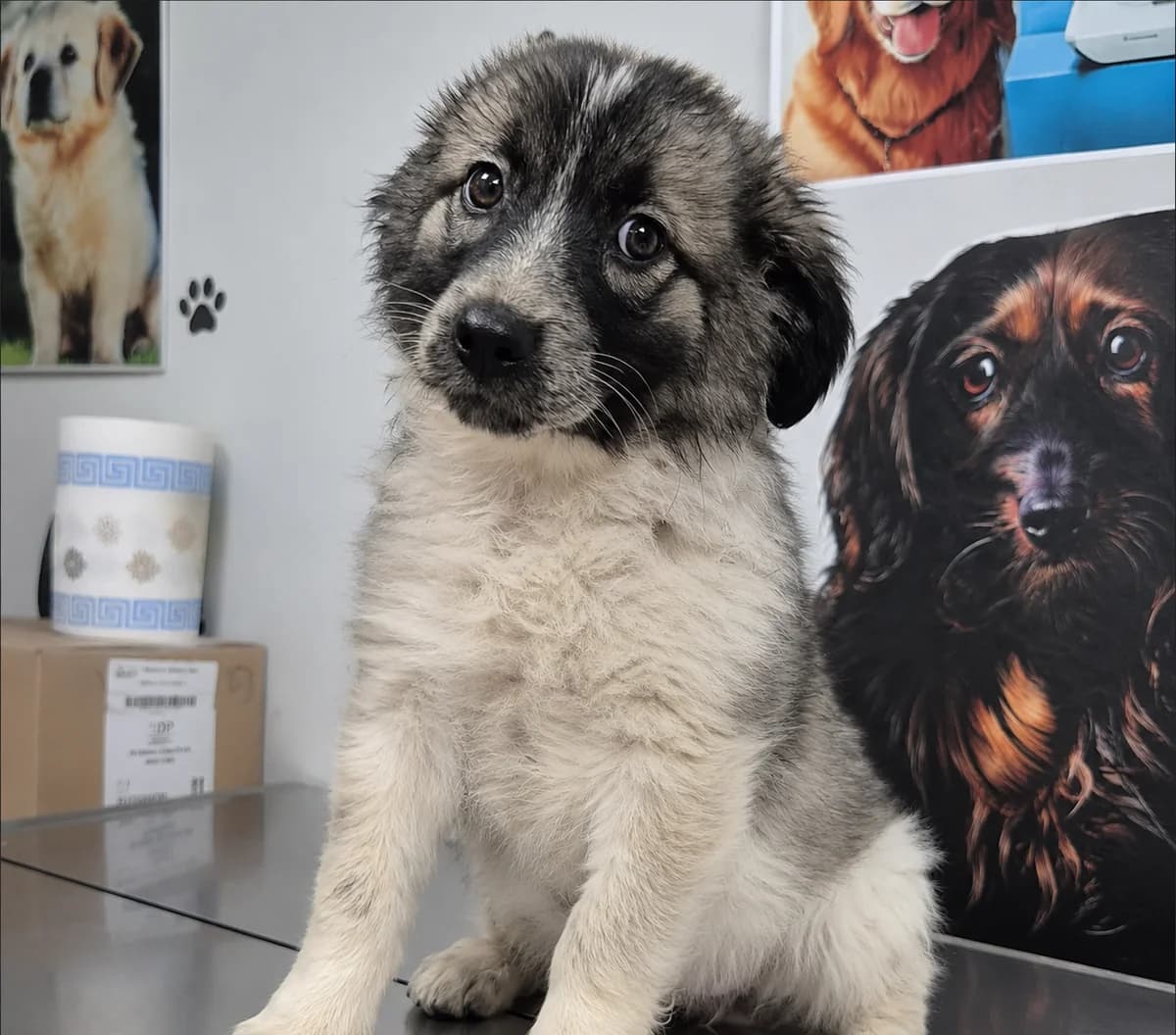 Briony (26-267), female Mixed Breed for adoption at Amazing Friends, Säter
