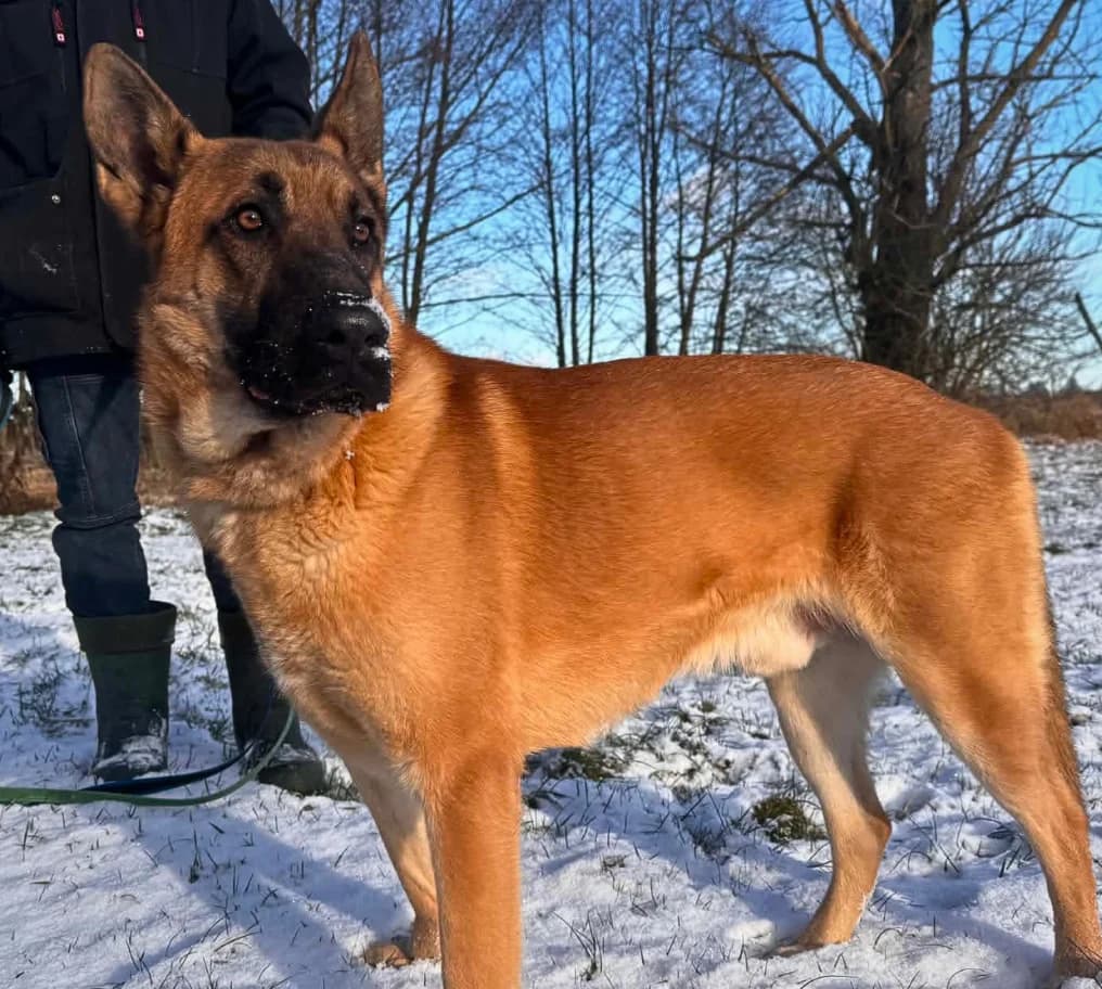 Grom (26-271), male 7yo Mixed Breed for adoption at Amazing Friends, Säter