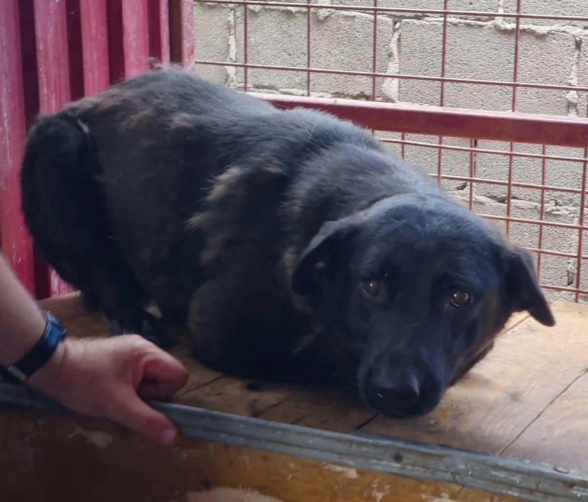 James (26-275), gra male 3yo Mixed Breed for adoption at Amazing Friends, Säter