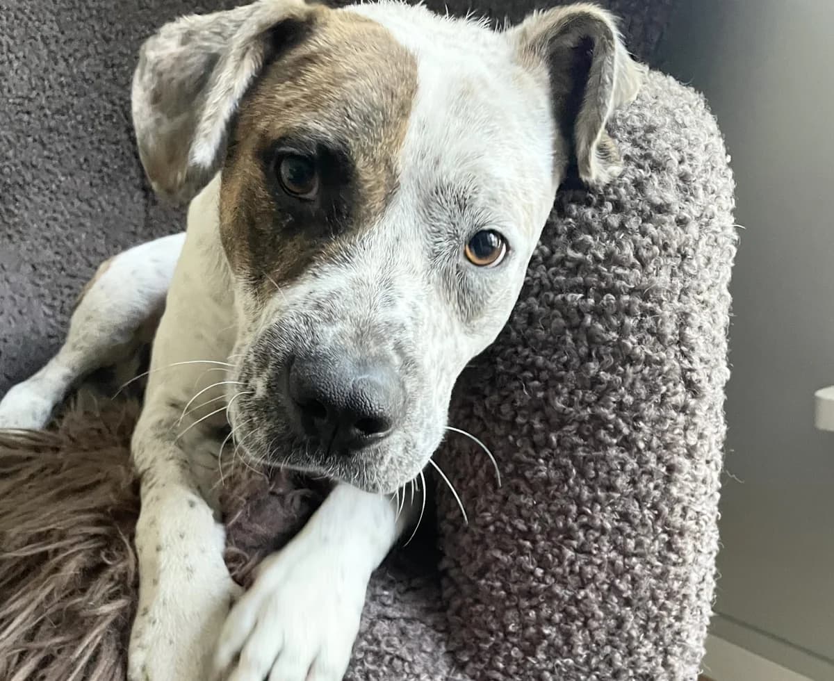 Ringo (26-277), male young Mixed Breed for adoption at Amazing Friends, Säter