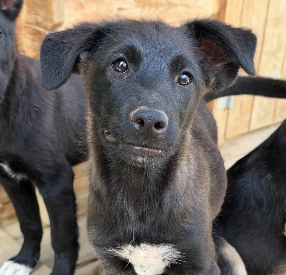 Tammy (26-284), female Mixed Breed for adoption at Amazing Friends, Säter