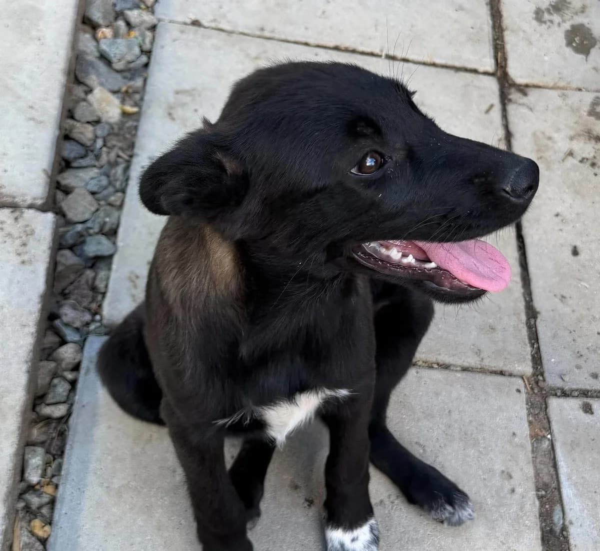 Tanja (26-286), female puppy Mixed Breed for adoption at Amazing Friends, Säter