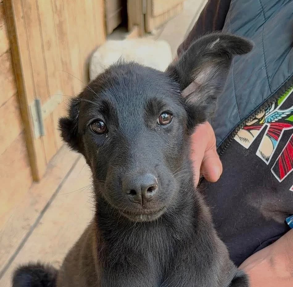 Thelma (26-287), female Mixed Breed for adoption at Amazing Friends, Säter