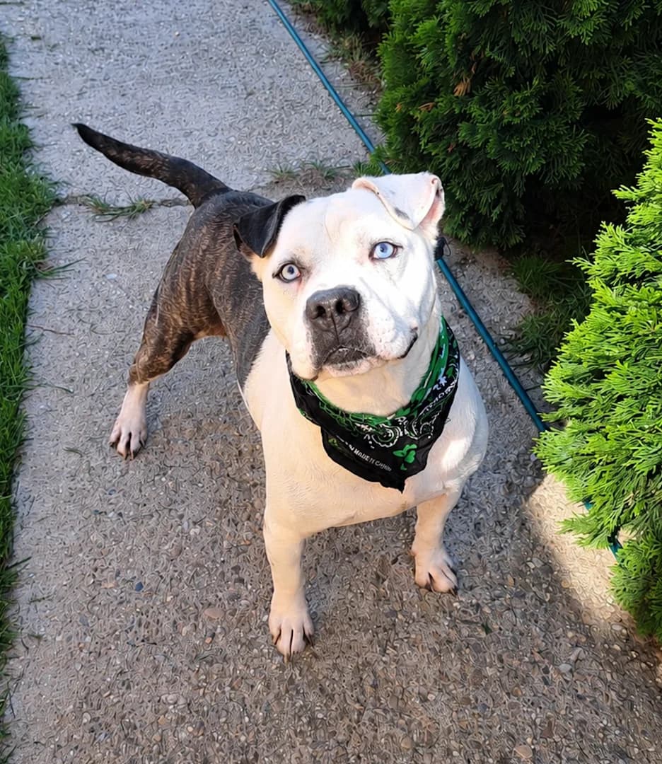 Artur (26-289), male senior Mixed Breed for adoption at Amazing Friends, Säter