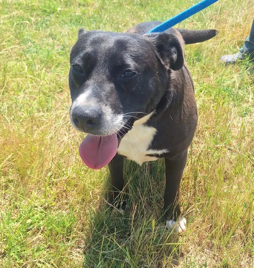 Kiva (26-316), female 5yo Mixed Breed for adoption at Amazing Friends, Säter