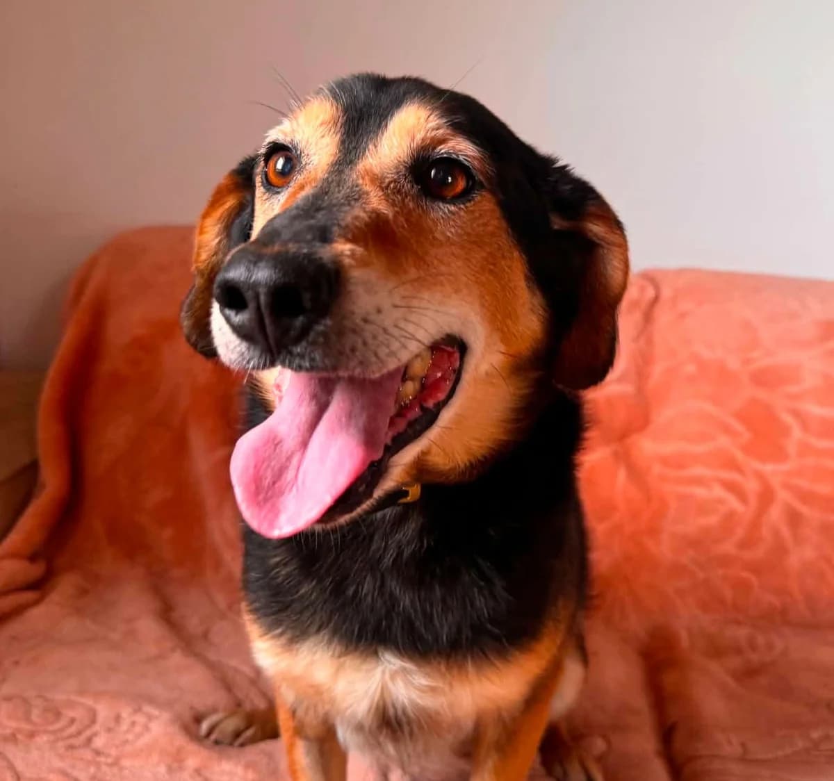 Caspian (26-329), male 7yo Mixed Breed for adoption at Amazing Friends, Säter