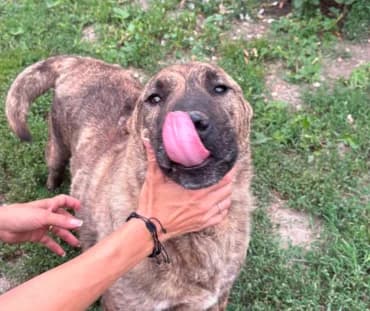 Stefan (26-335), gra male 7yo Mixed Breed for adoption at Amazing Friends, Säter