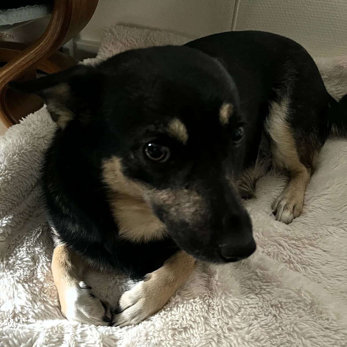 Sonia (26-338), gra female 6yo Mixed Breed for adoption at Amazing Friends, Säter