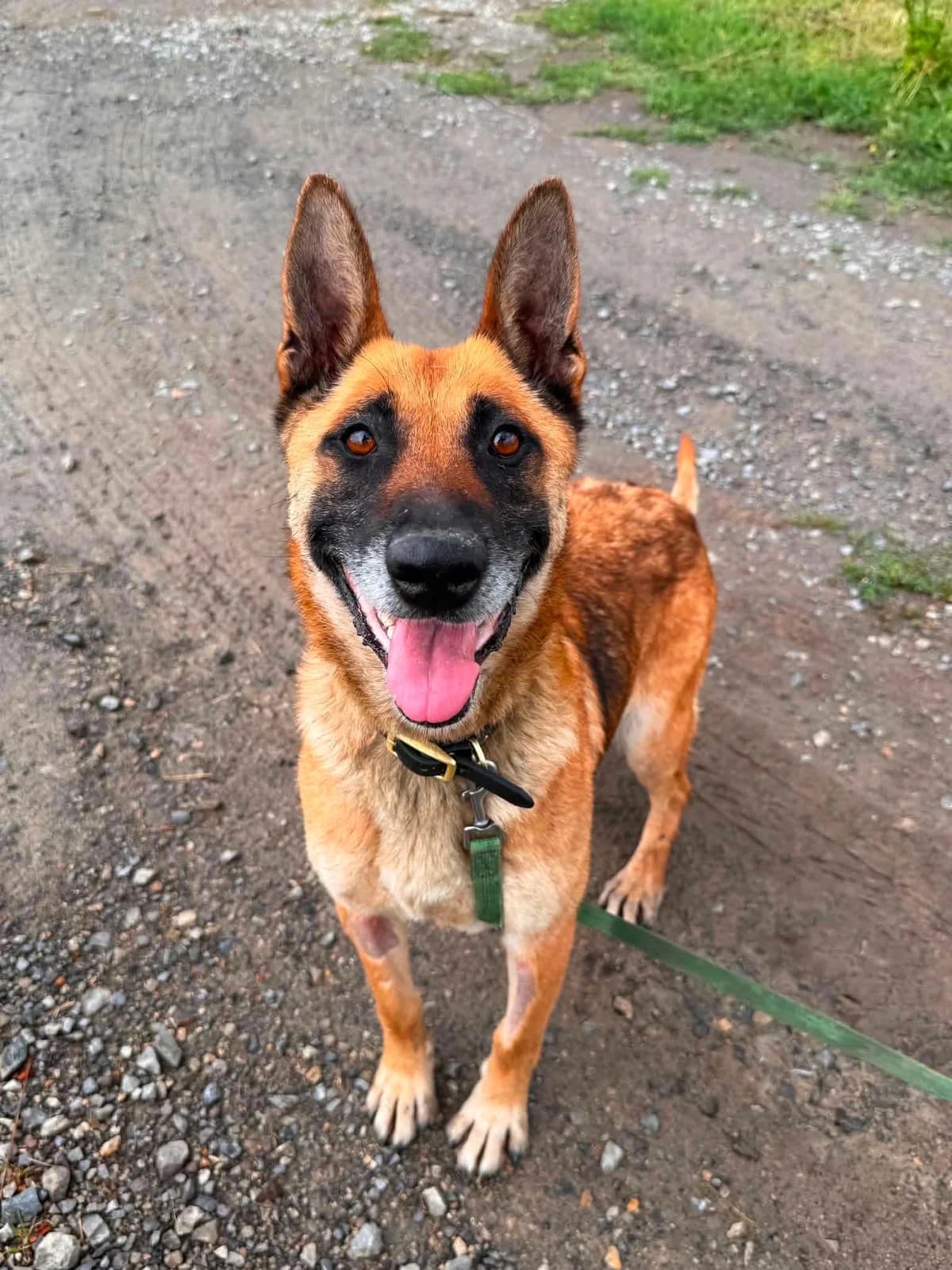 Centa (26-339), female 7yo Mixed Breed for adoption at Amazing Friends, Säter