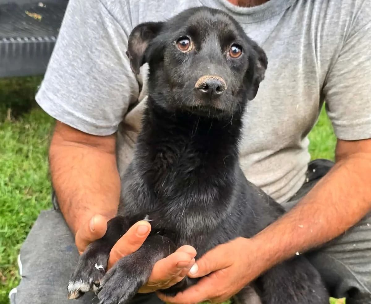 Amaris (26-343), female young Mixed Breed for adoption at Amazing Friends, Säter