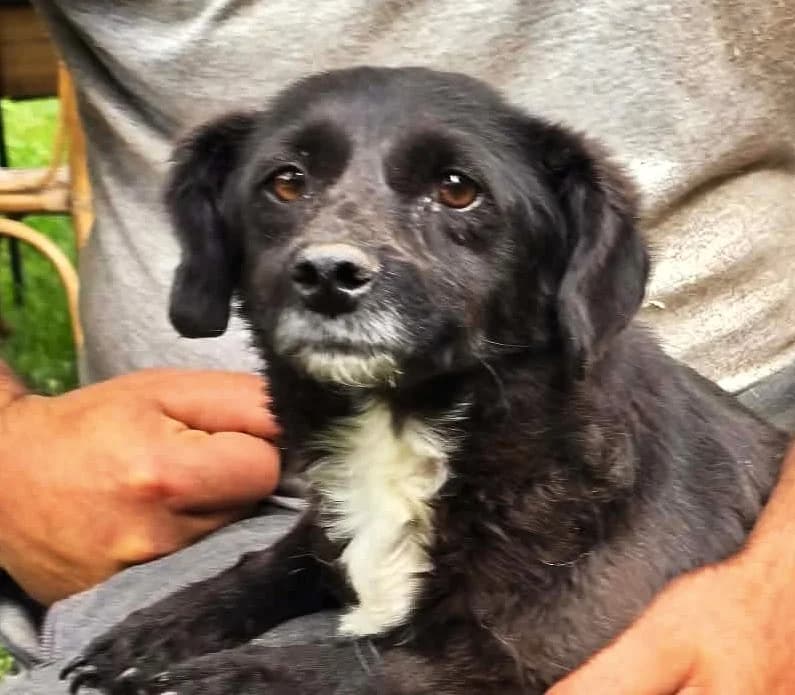 Lenora (26-344), female 6yo Mixed Breed for adoption at Amazing Friends, Säter