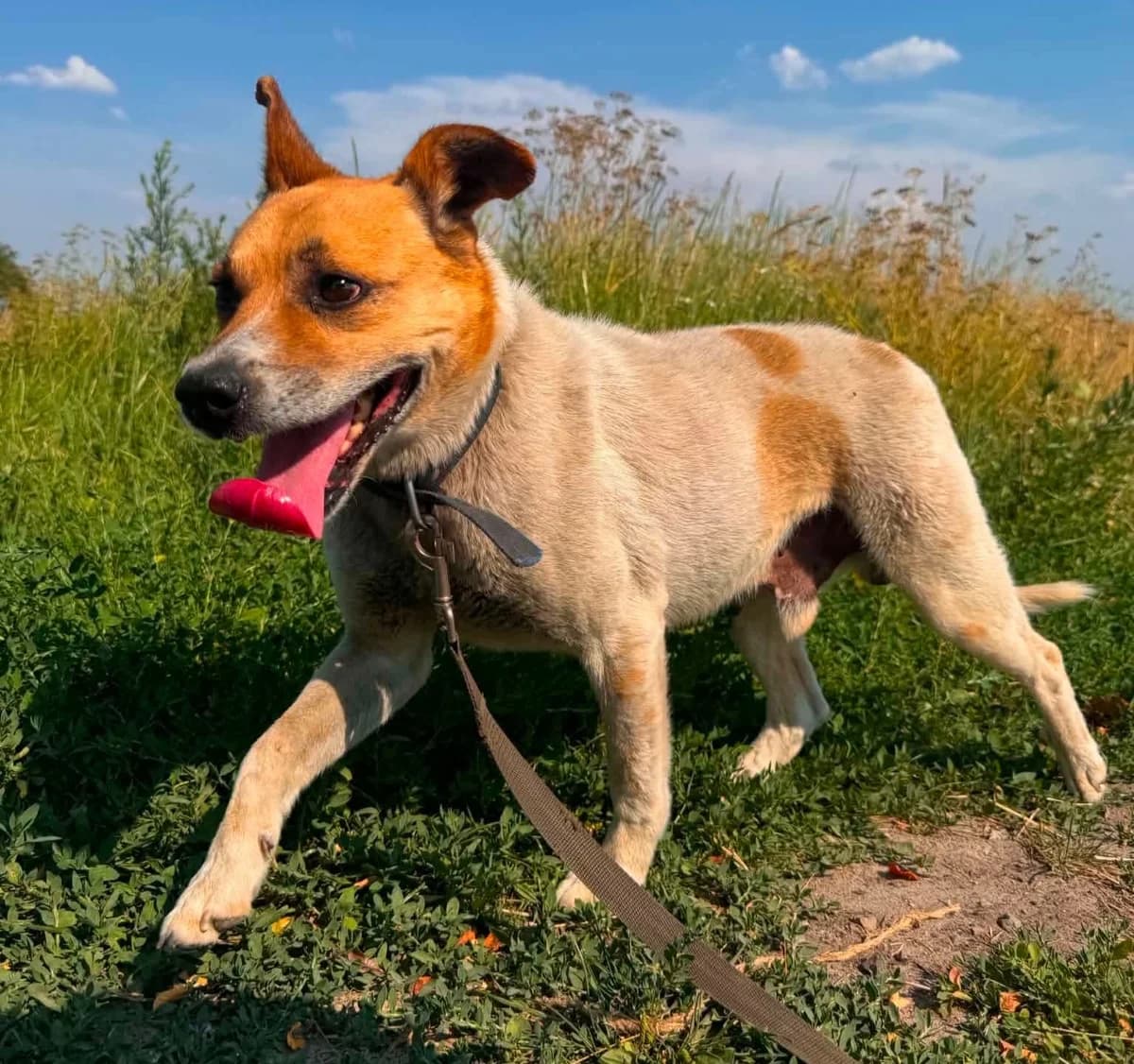 Cotton (26-347), male 6yo Mixed Breed for adoption at Amazing Friends, Säter