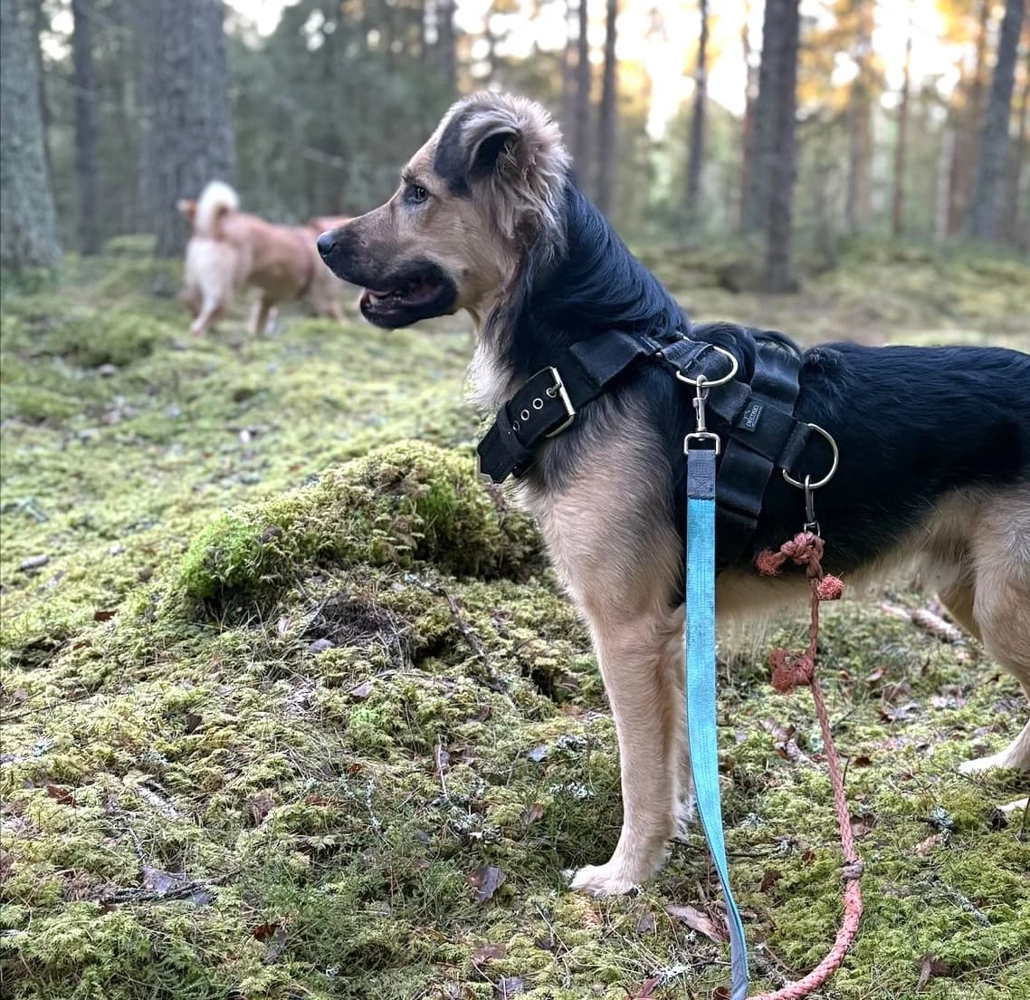 Jamie (26-350), male 4yo Mixed Breed for adoption at Amazing Friends, Säter