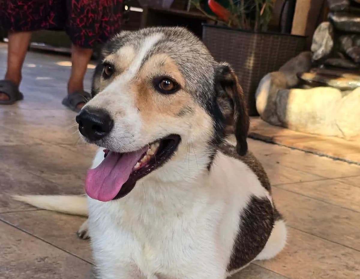 Loke (26-351), male 3yo Mixed Breed for adoption at Amazing Friends, Säter