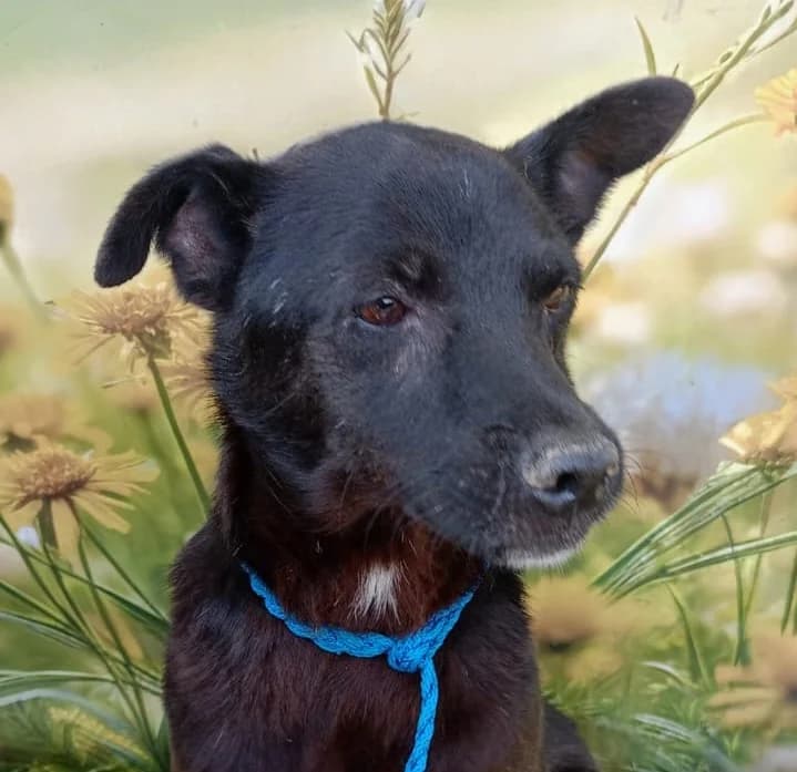 Onyx (26-352), male young Mixed Breed for adoption at Amazing Friends, Säter