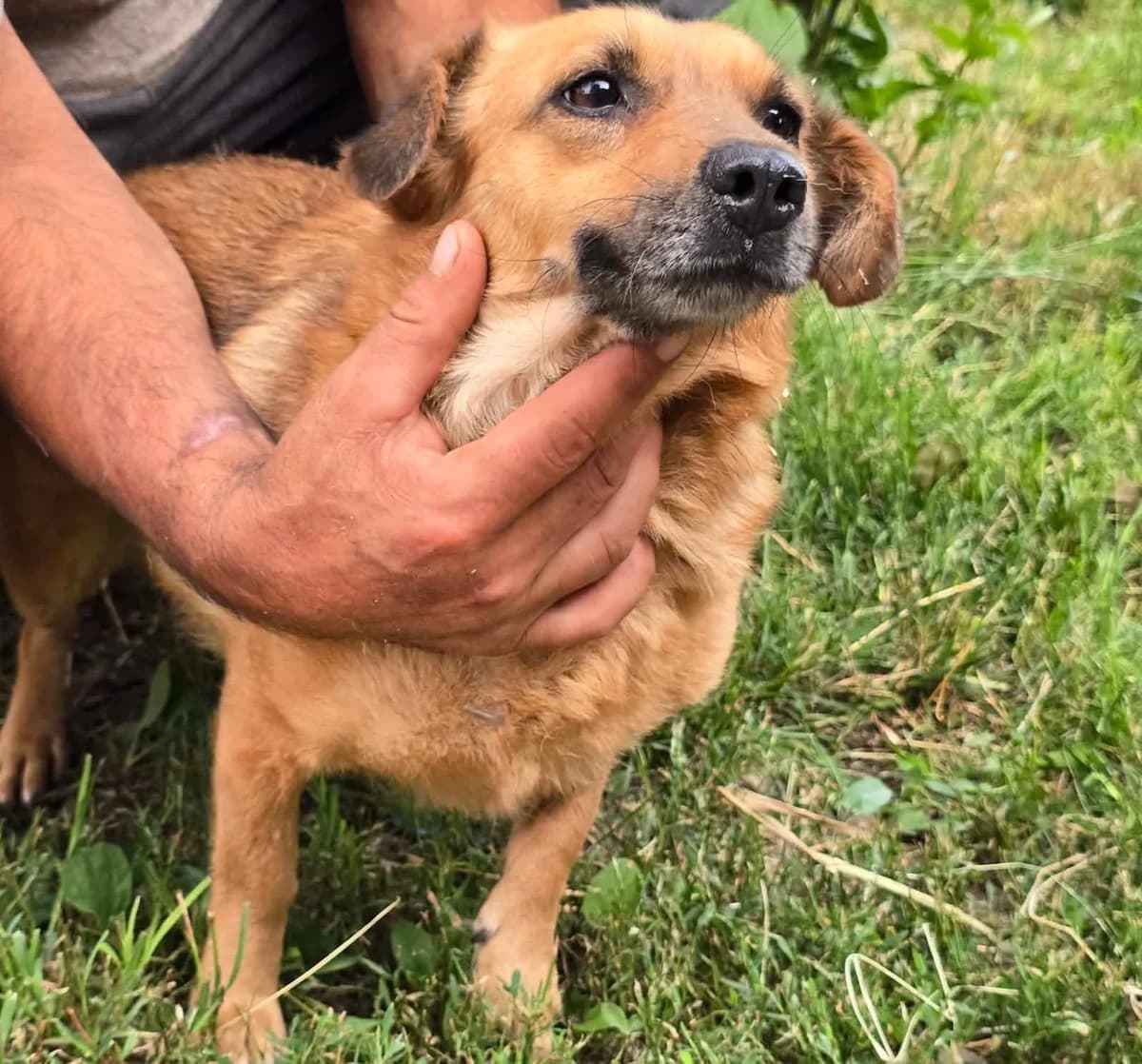 Alva (26-355), female 3yo Mixed Breed for adoption at Amazing Friends, Säter